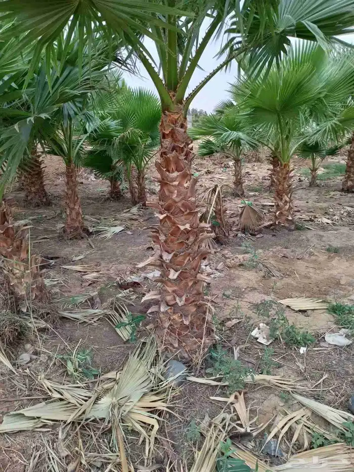 يوجد لدينا نخل واشنطن على مقاساته من له طلب يتواصل معنا 6