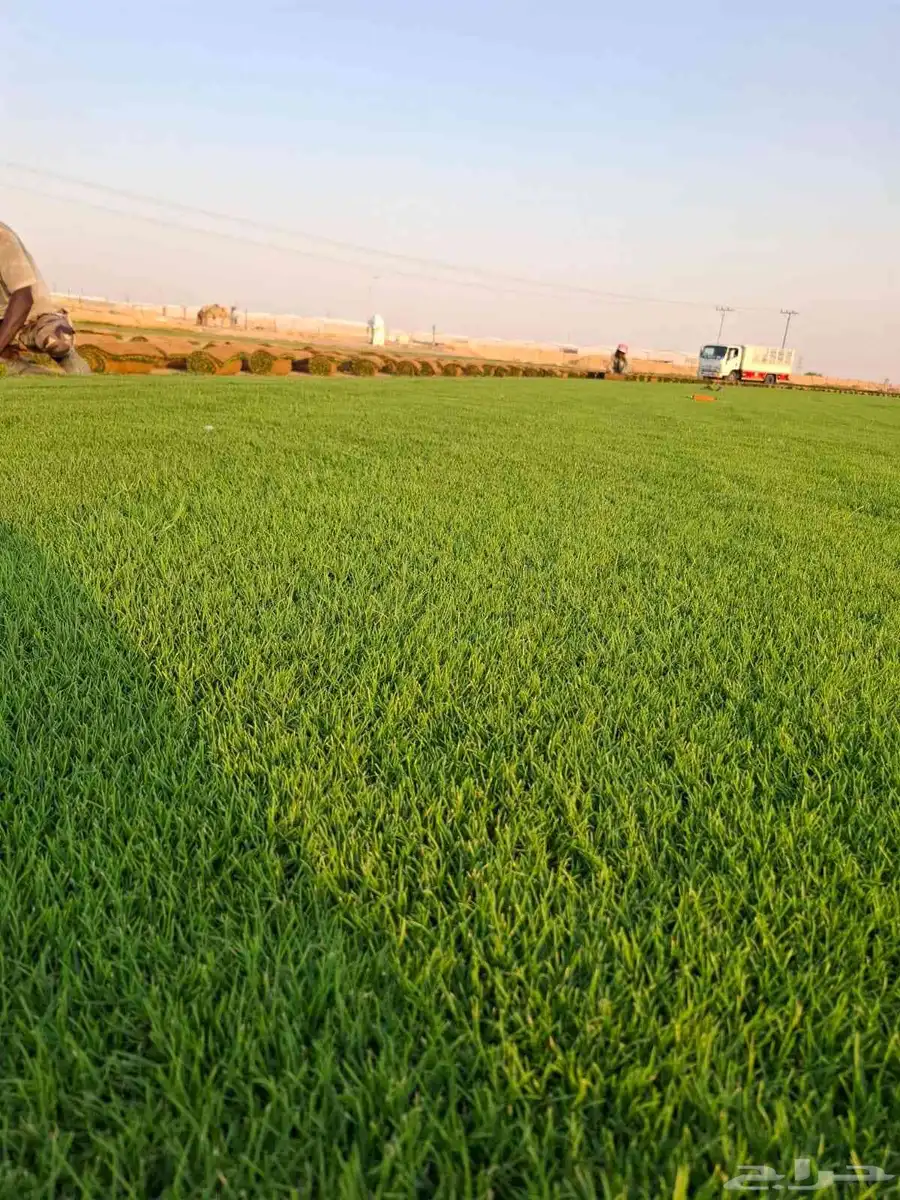 ثيل سئ 2000صافي وطبيعي الموقع الخرج 4