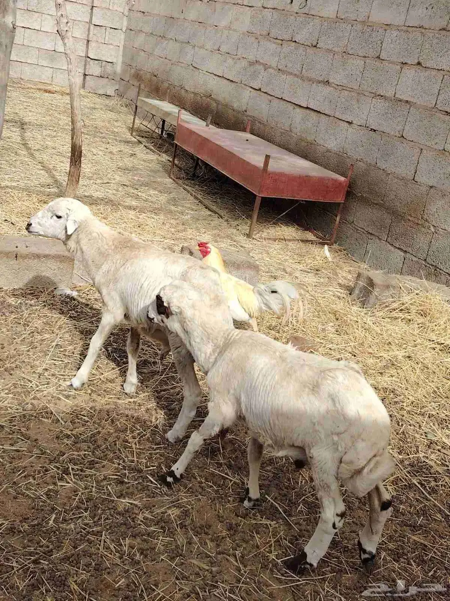 اثنين فران للبيع 0