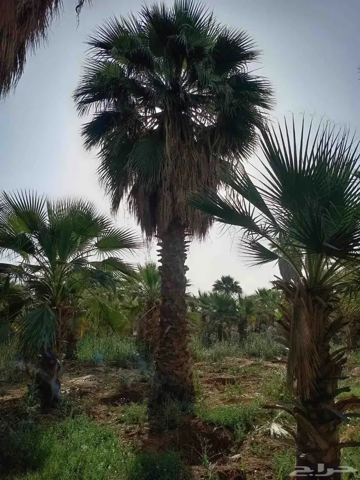 يوجد لدينا نخل واشنطن على مقاساته من له طلب يتواصل معنا 0