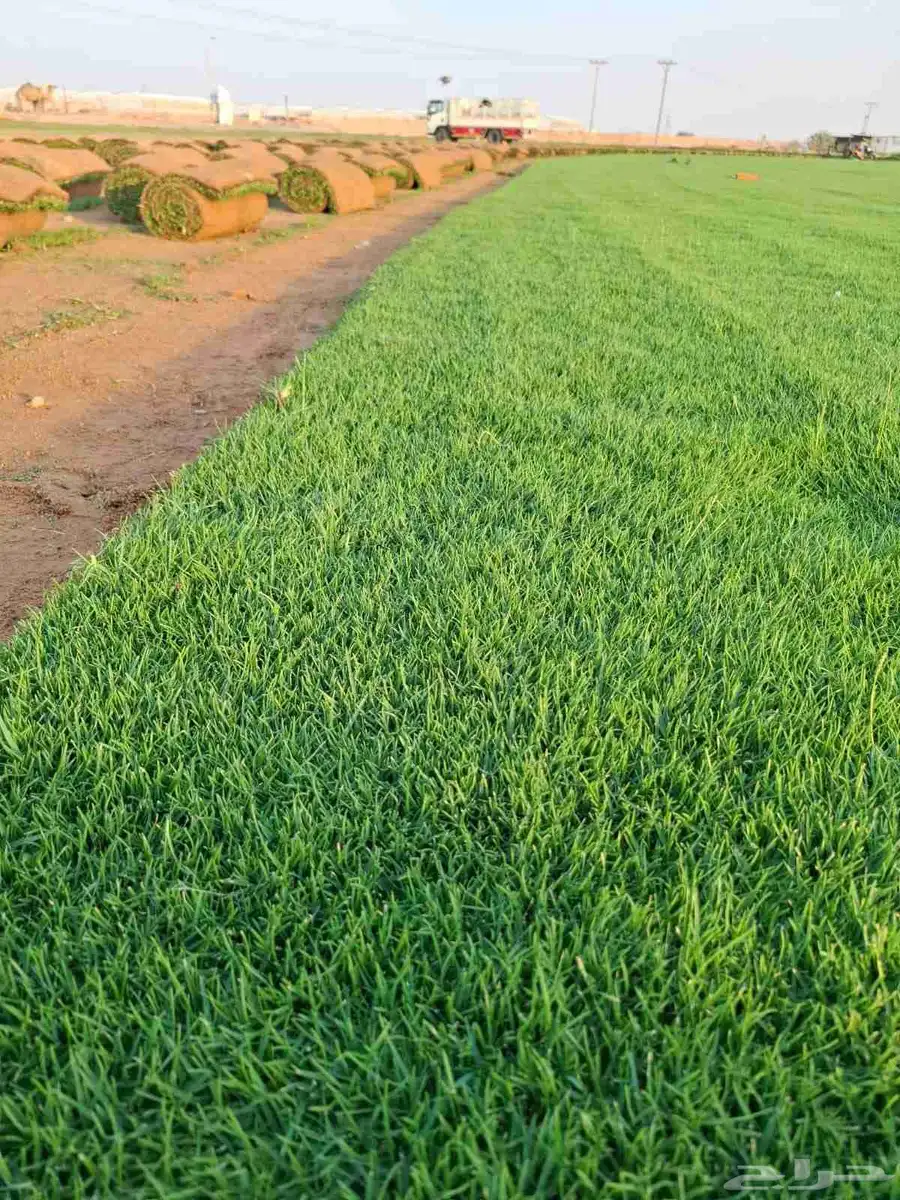 ثيل سئ 2000صافي وطبيعي الموقع الخرج 2
