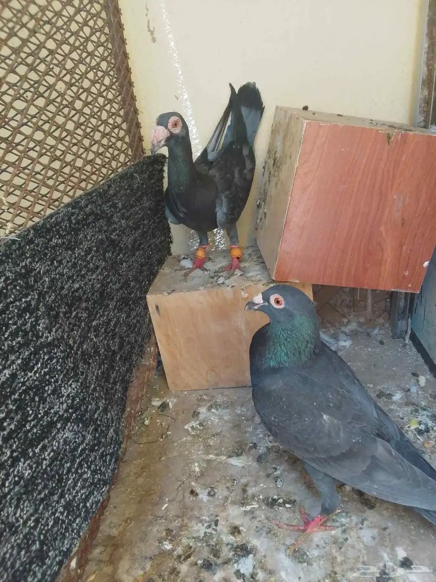 حمام شامي بندوق فروخ 3