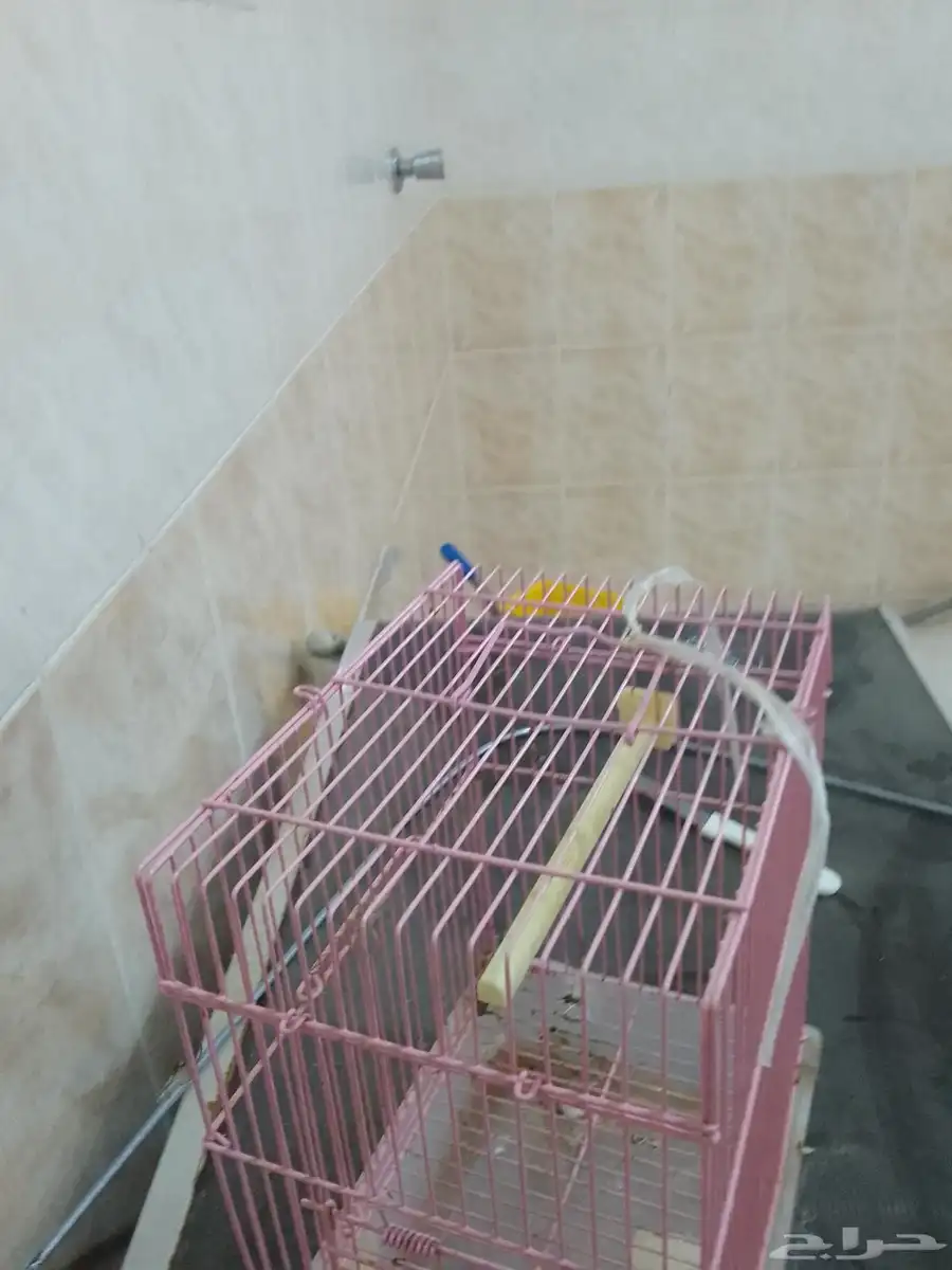 قفص حق طيور 1