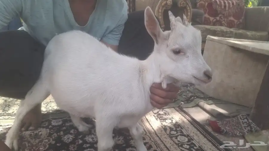 تيس قزم جذع 1