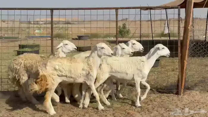 رخال حريات صنف 1