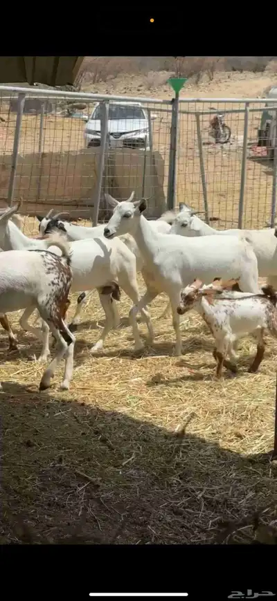 ماعز للبيع 3