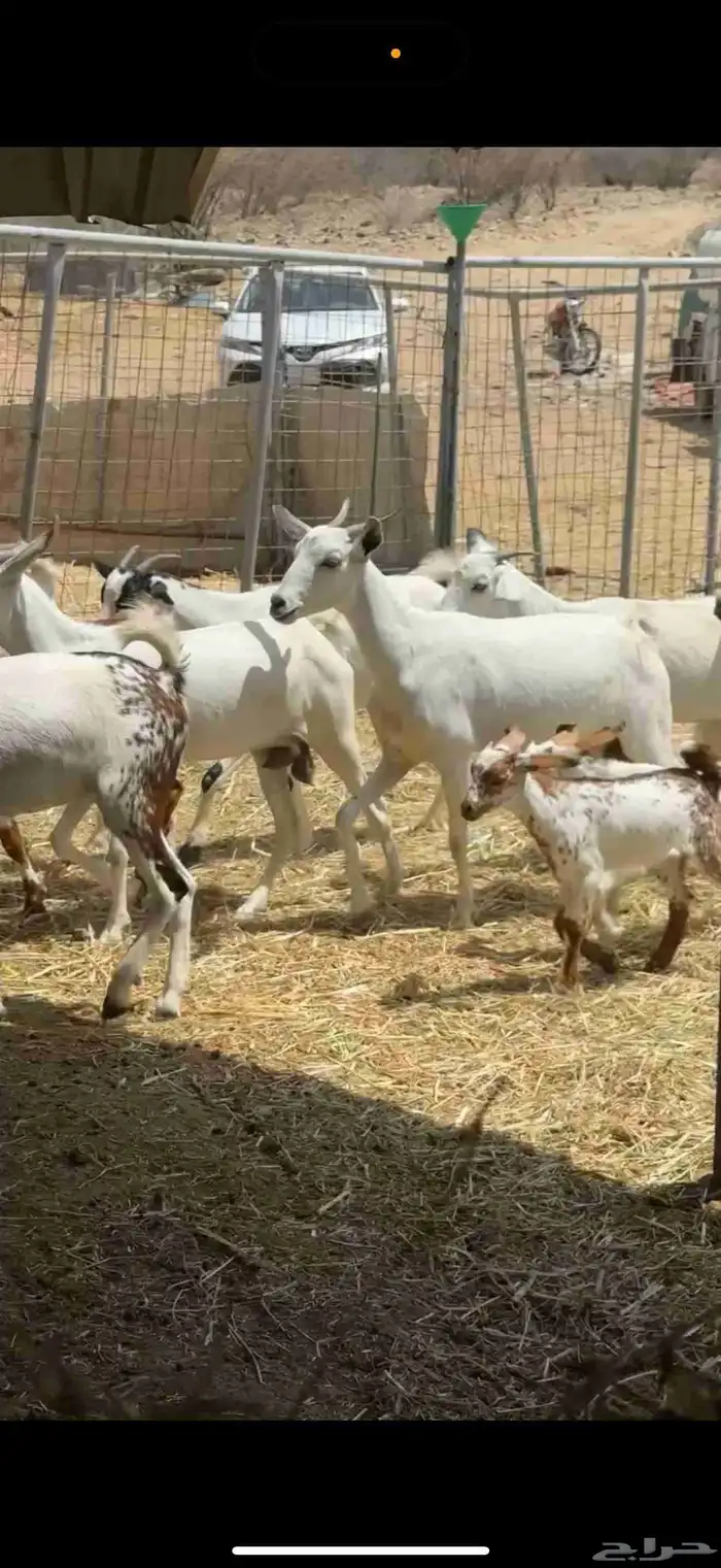 ماعز للبيع 3