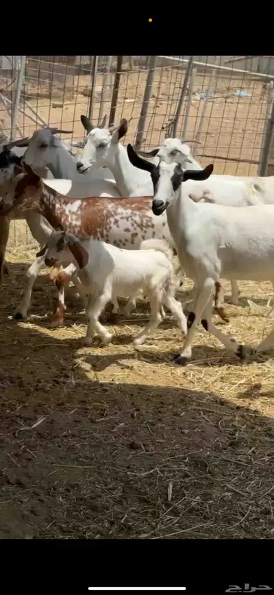 ماعز للبيع 2