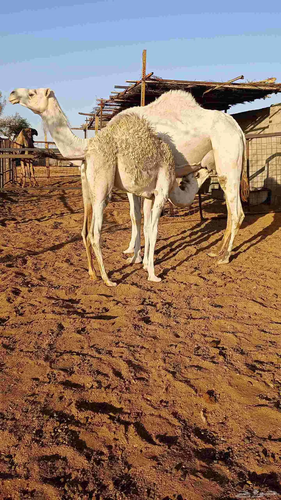 للبيع عشراء طيبه السن رباع 1