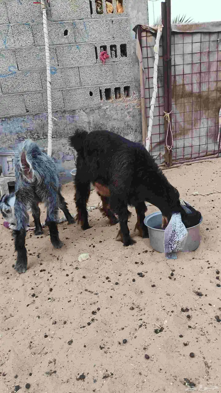 تيس وجفره امها طيبه جدا لي يبغها مقنوي ماشاءالله ولي يبغها ذ 0
