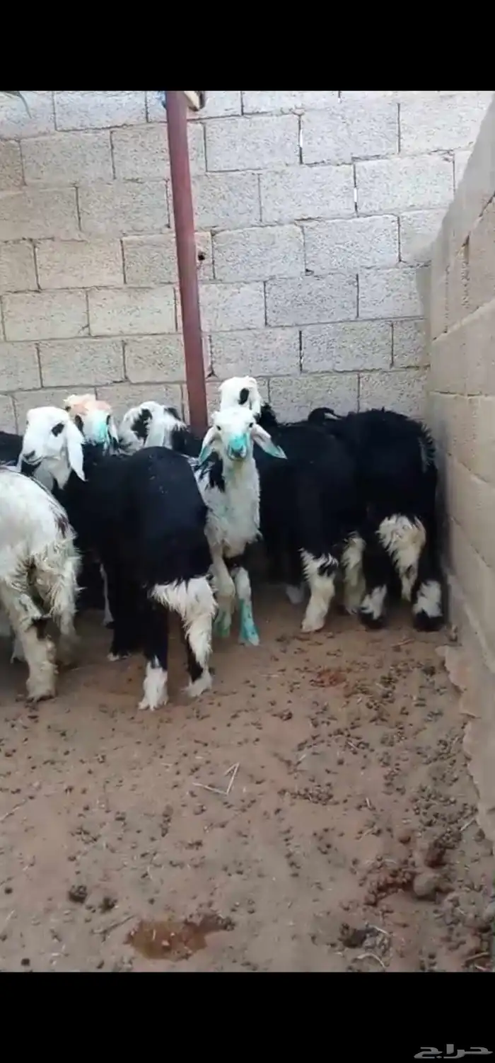 طليان نجد للبيع 0