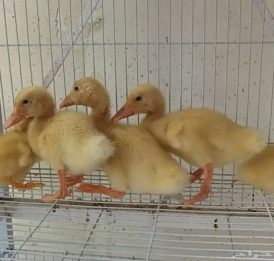 بطة 0