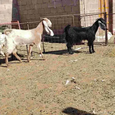 معزه. العدد 2. سن توهن خاشات ثنايه ديد سلم 2