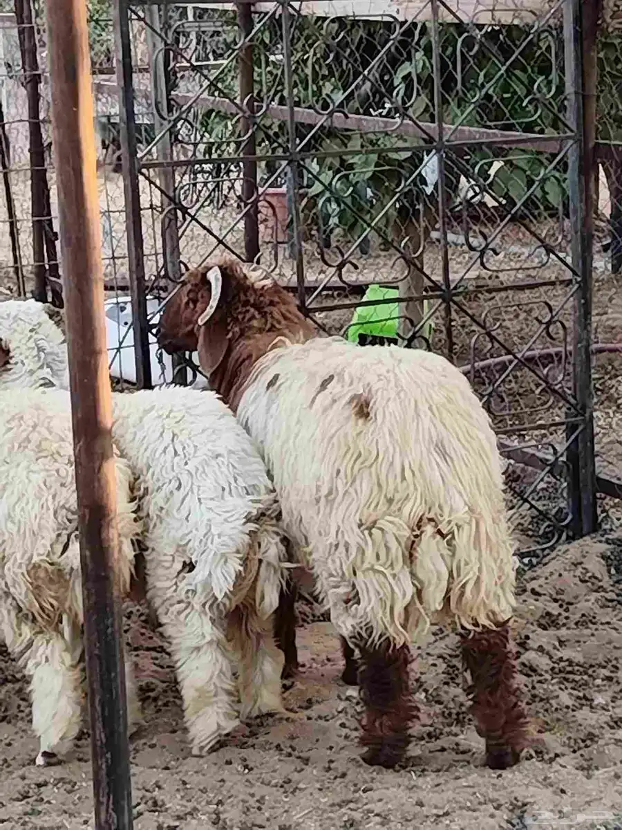 خروف نعيمي 6شهور 4