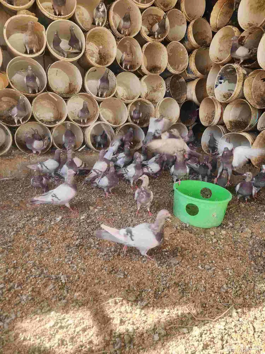 حمام سلفر طبات 3