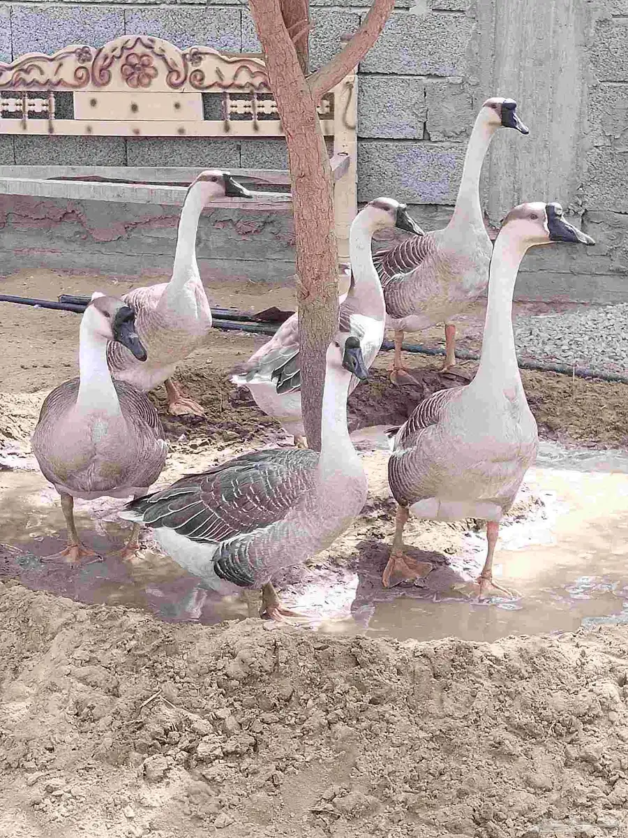 وز عراقي اصيل الكوبرا للبيع 0