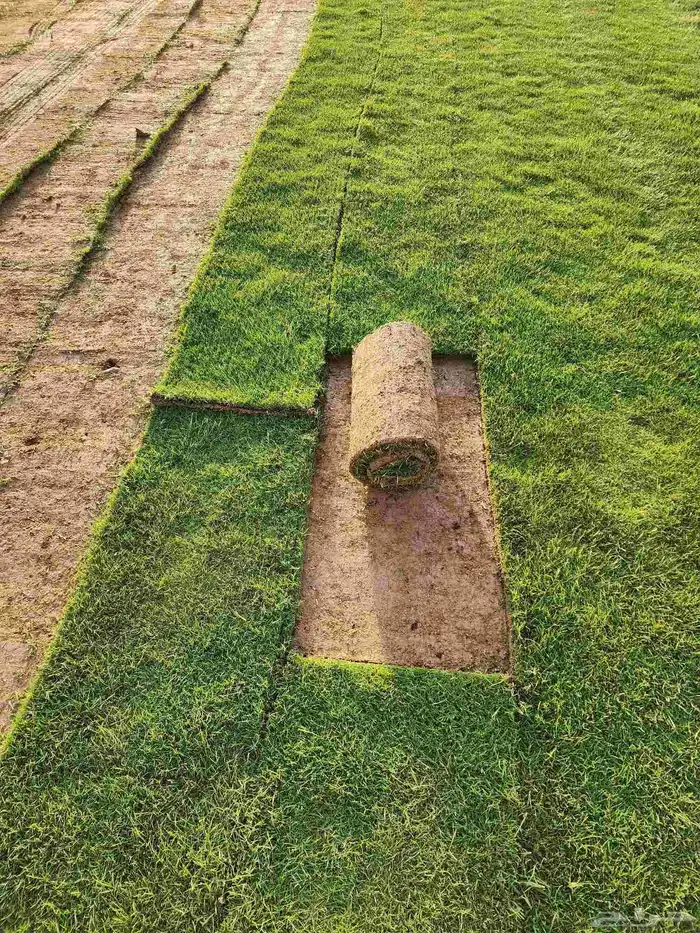 ثيل طبيعي نجيله سي2000 صافي درجة أولى من المزرعه مباشرة 4