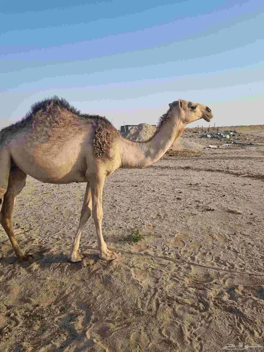 للبيع 0