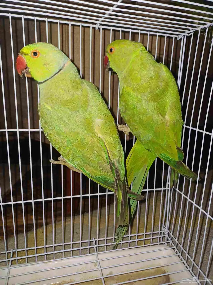 4 اجواز درة جملة 550 4