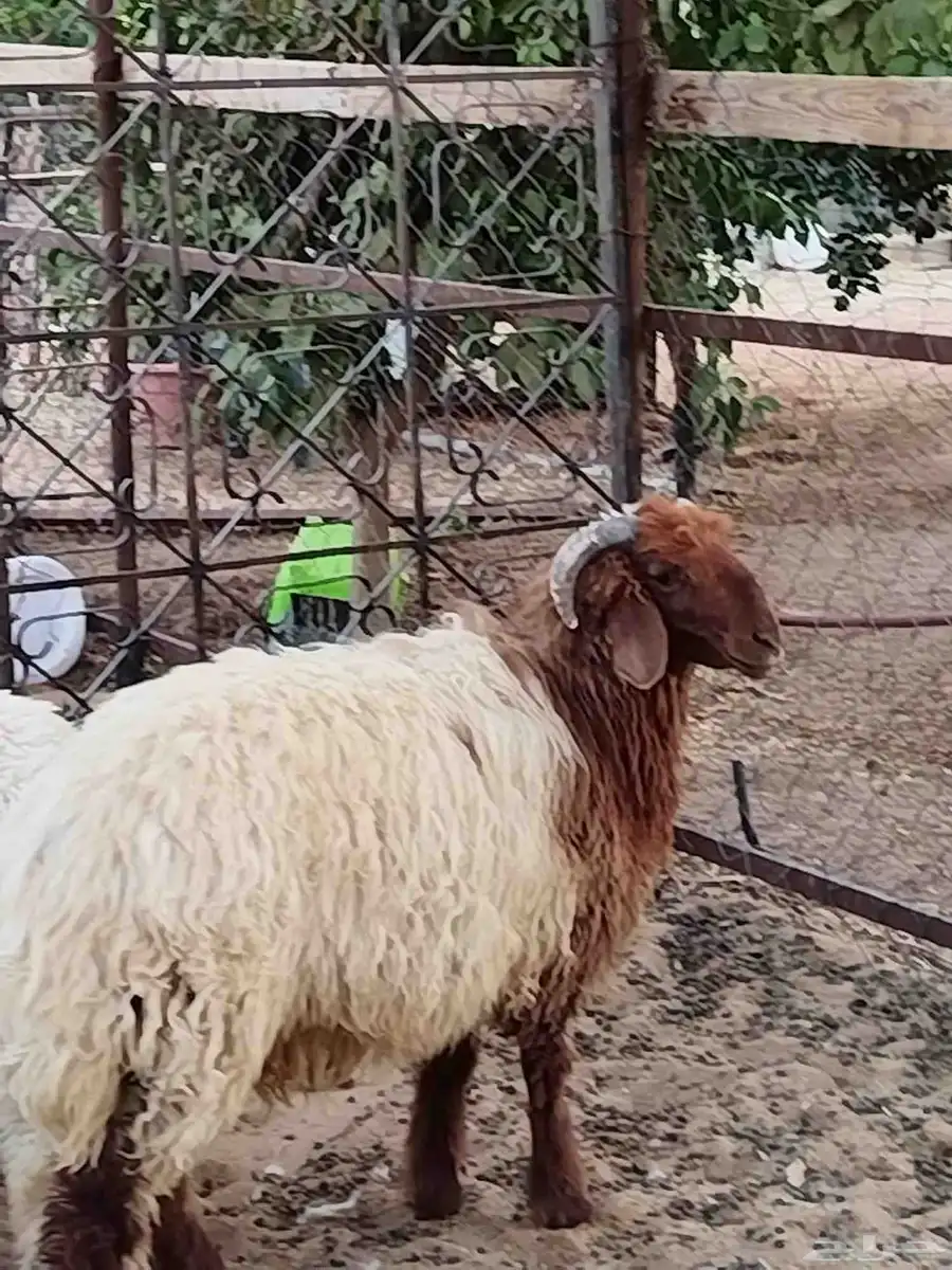 خروف نعيمي 6شهور 0