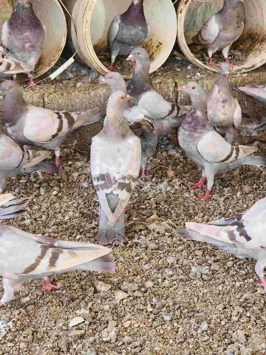 حمام سلفر طبات 1