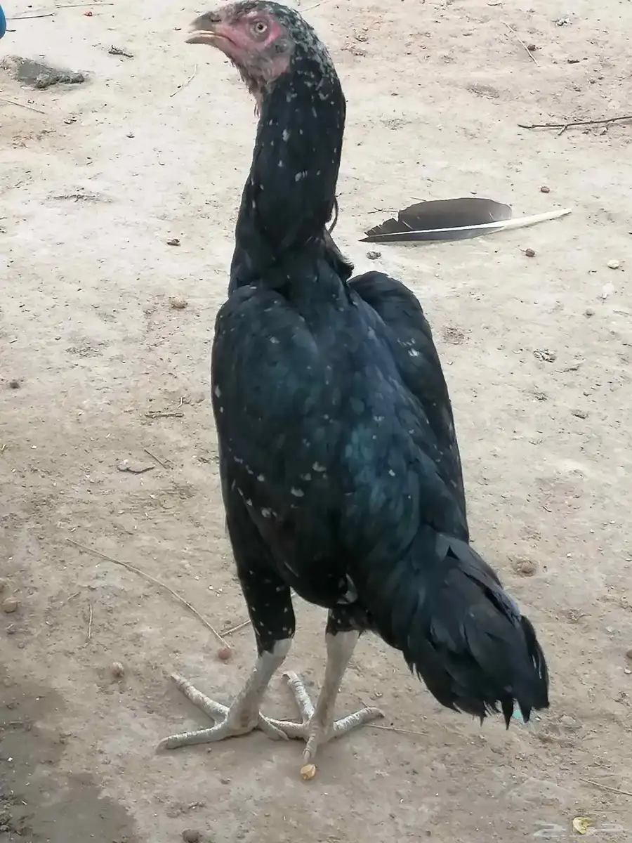 ديك ودجاجه باكستاني سندي 1