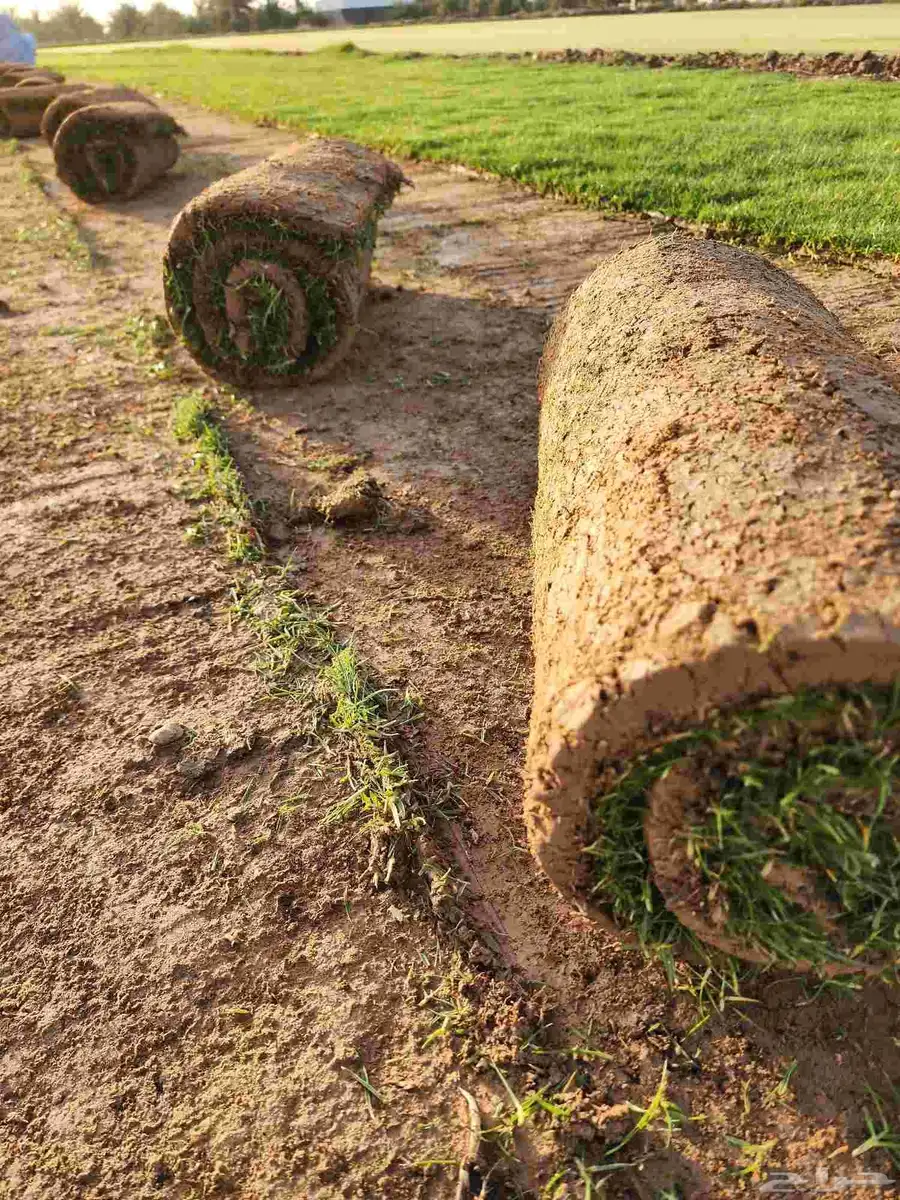 ثيل طبيعي نجيله سي2000 صافي درجة أولى من المزرعه مباشرة 9