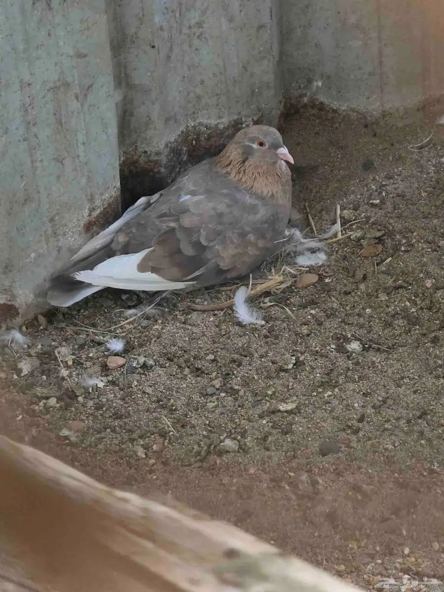 حمام تركي 2