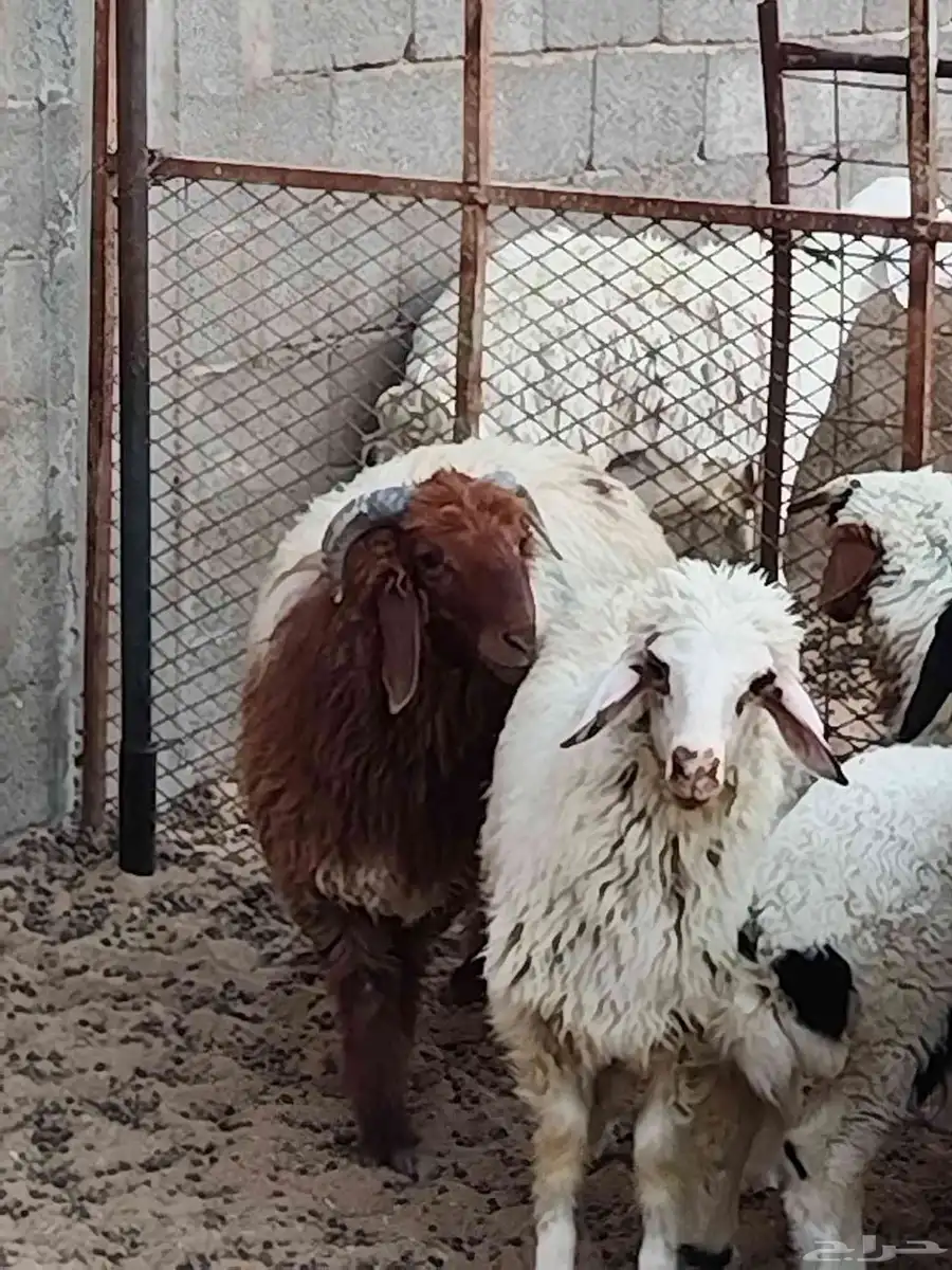 خروف نعيمي 6شهور 5