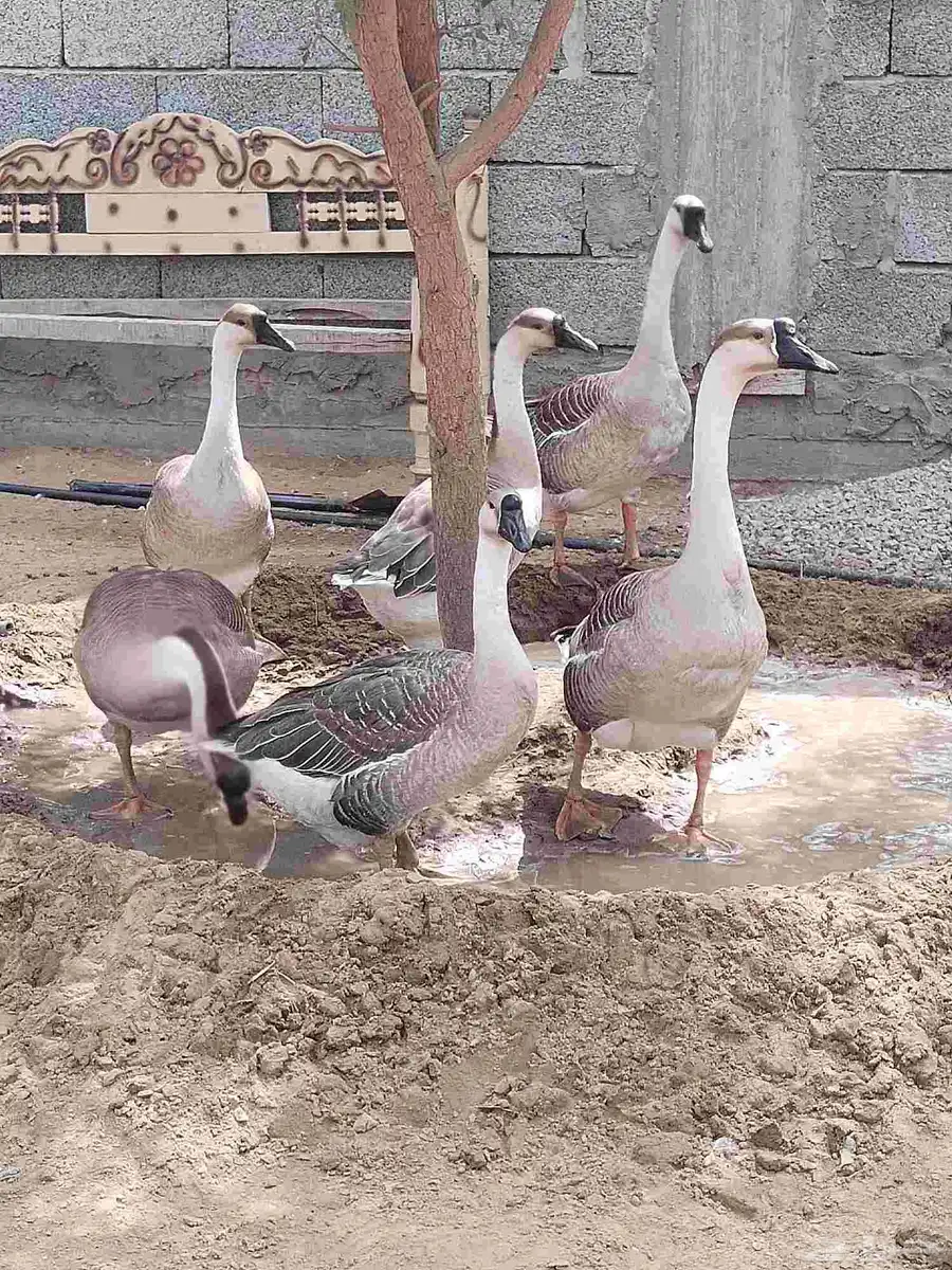 وز عراقي اصيل الكوبرا للبيع 1