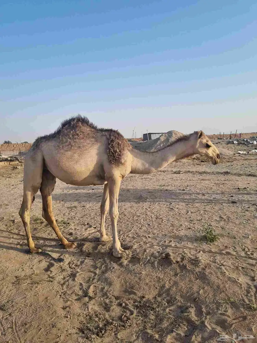 للبيع 1