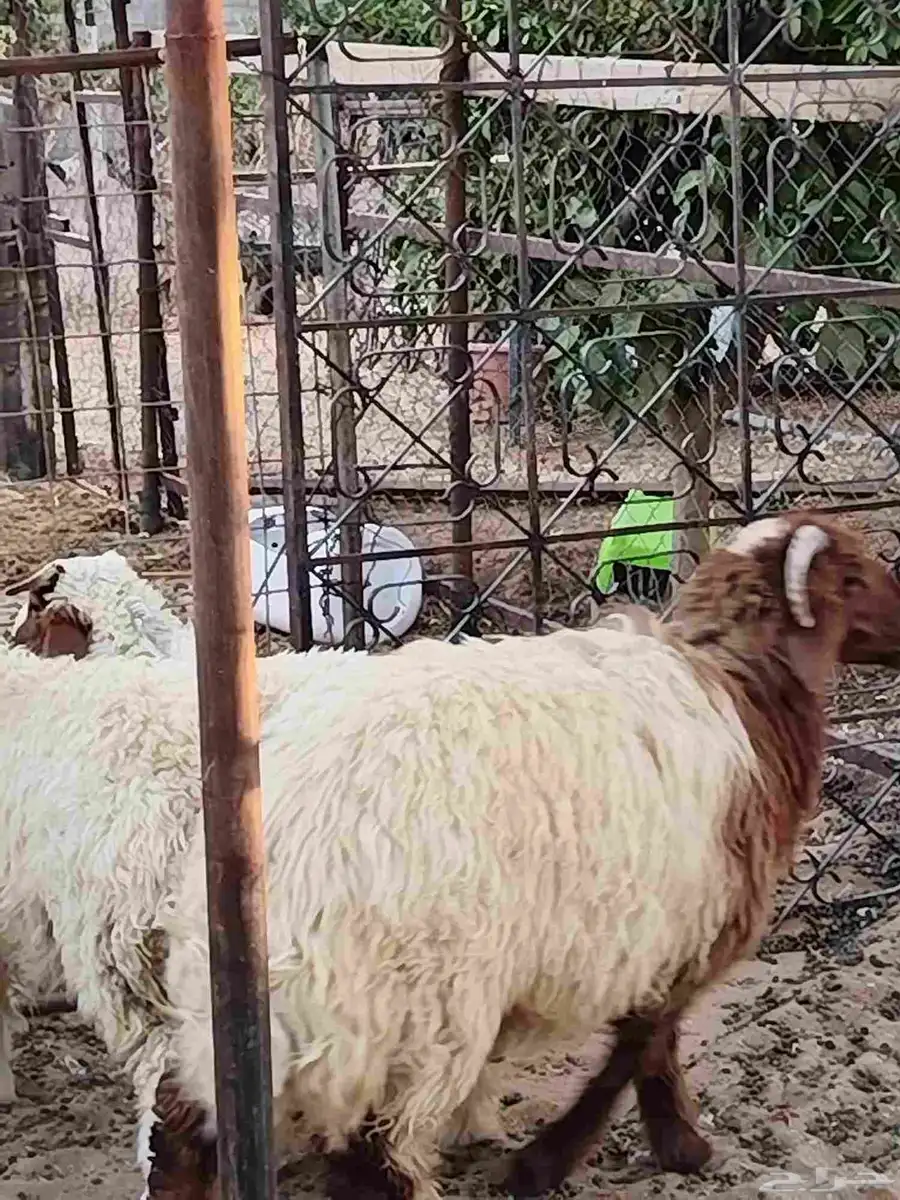 خروف نعيمي 6شهور 2