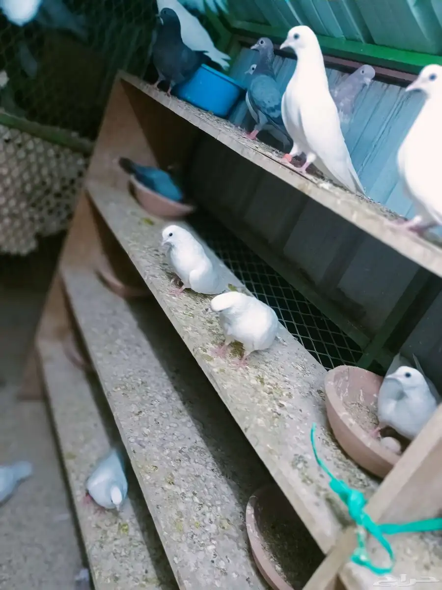 صنعاني ابو شيبه خمسه ازواج منتجه وصوت ناعم طرب وجنحان طايحه 5