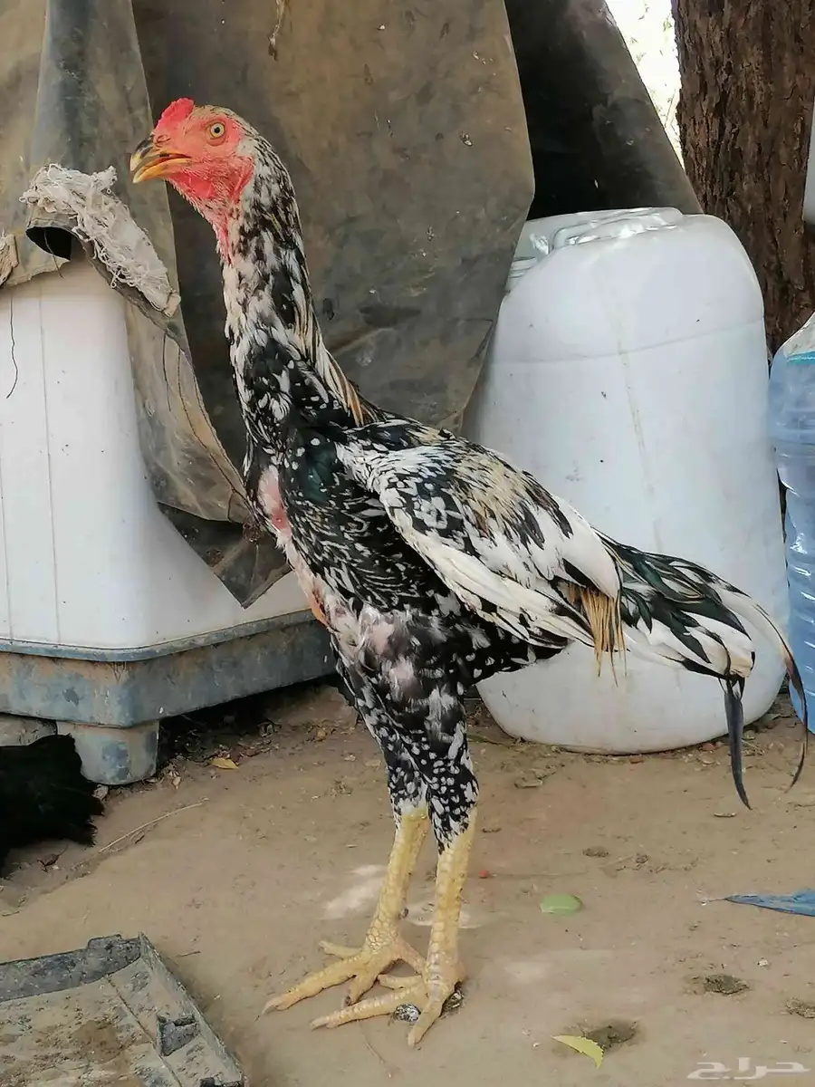ديك ودجاجه باكستاني سندي 0