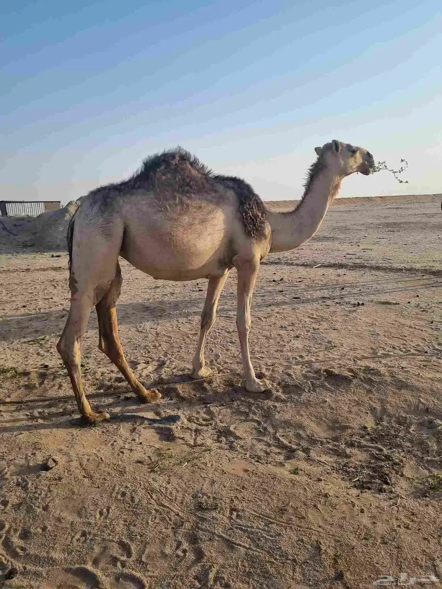 للبيع 2