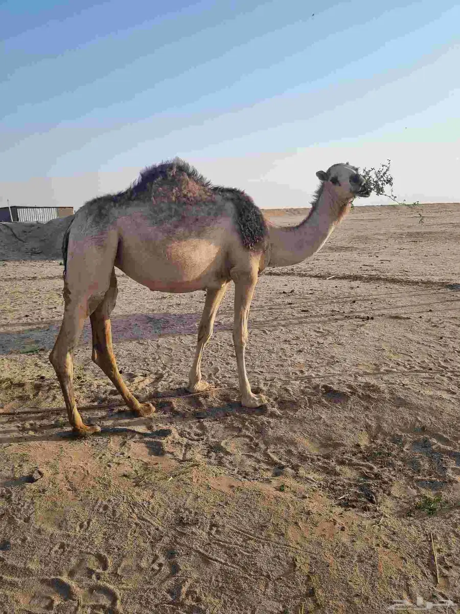 للبيع 3