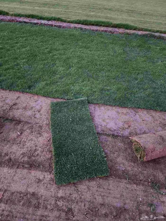 ثيل طبيعي نجيله سي2000 صافي درجة أولى من المزرعه مباشرة 8