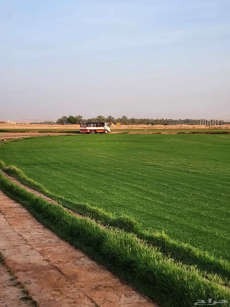 ثيل طبيعي نجيله سي2000 صافي درجة أولى من المزرعه مباشرة 6