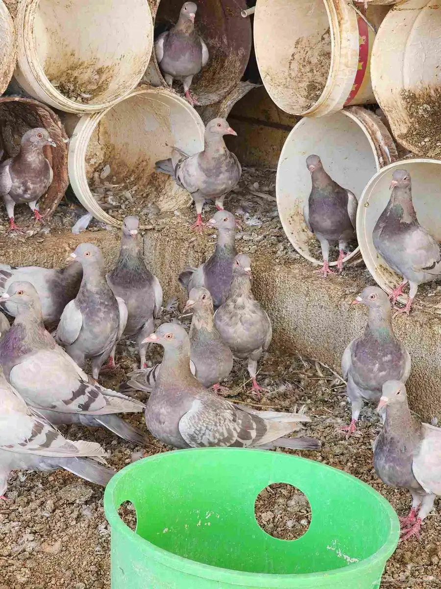 حمام سلفر طبات 2