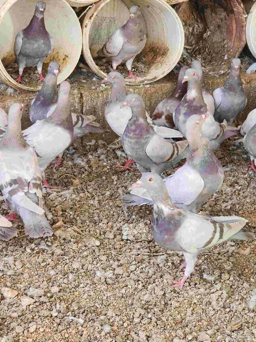 حمام سلفر طبات 0