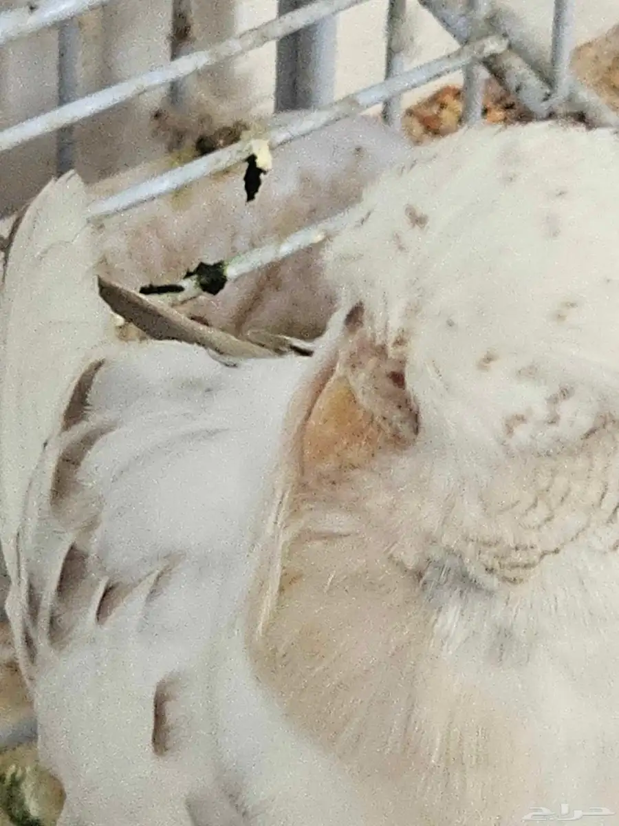 جوز باجي نجليزي مستوي بطل مع إنتاجه 1
