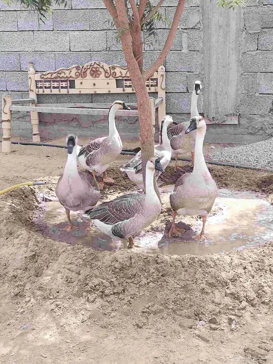 وز عراقي اصيل الكوبرا للبيع 2