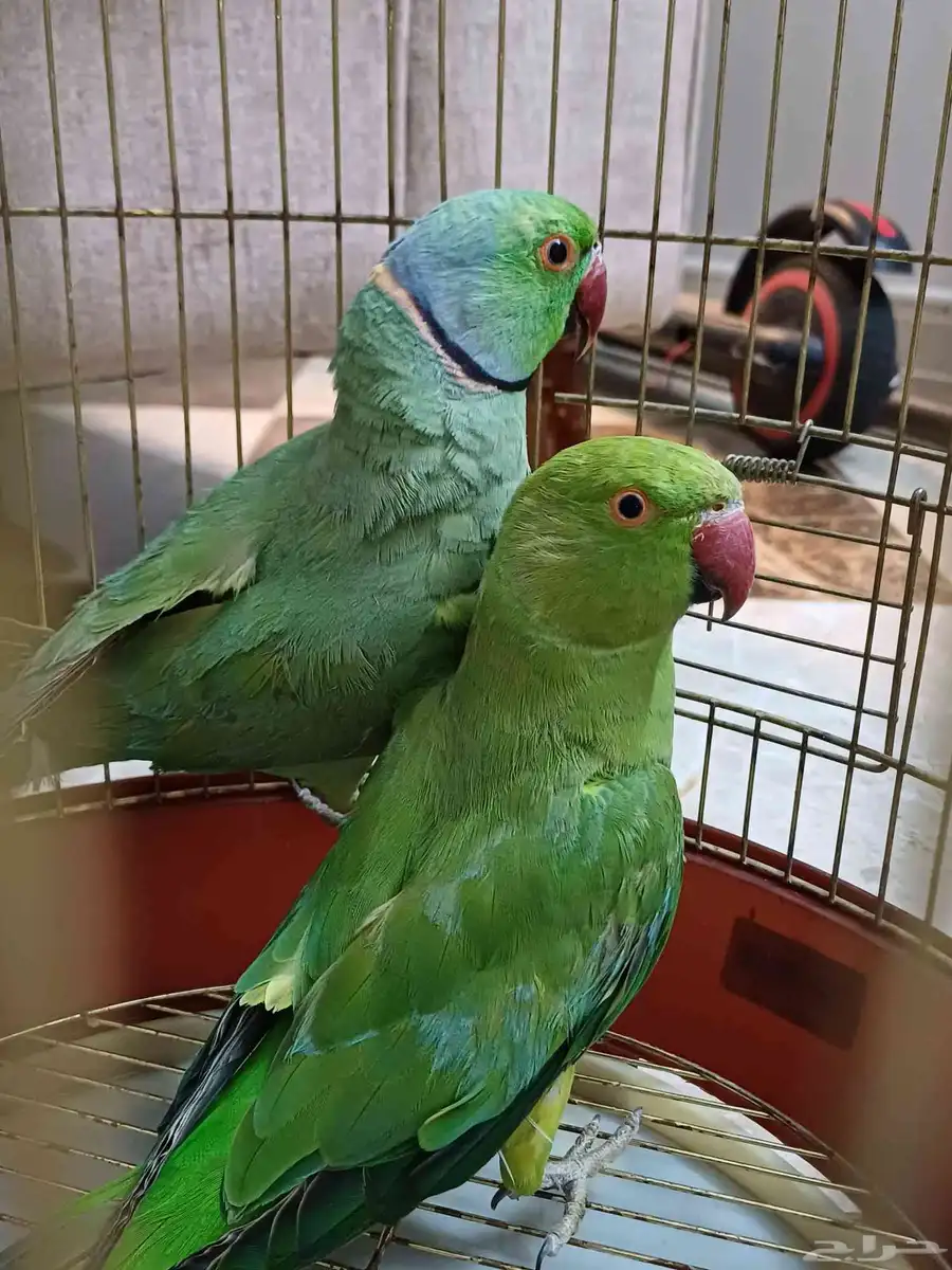 4 اجواز درة جملة 550 0