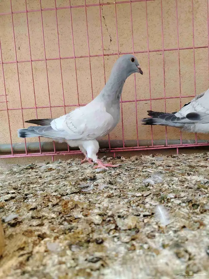 مخاليف مشامشه 1