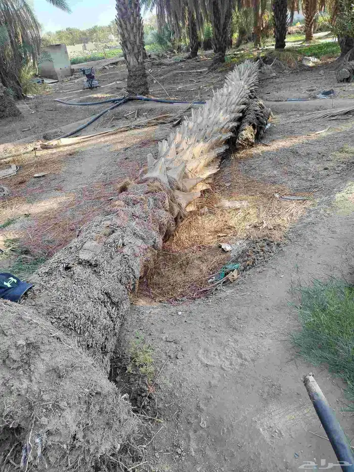 جذع نخل وبزرومي خشب كميات 0