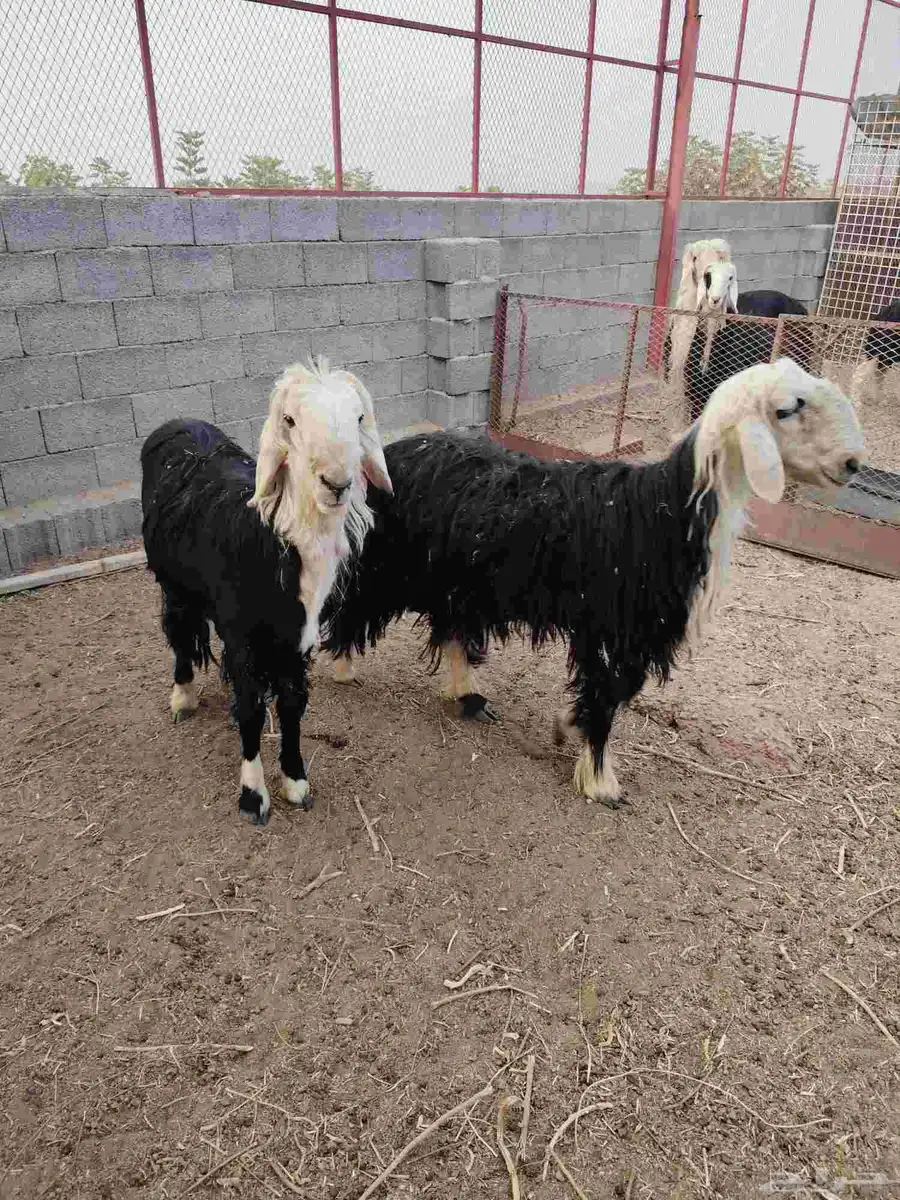 طلي نجدي فحل للبيع 3