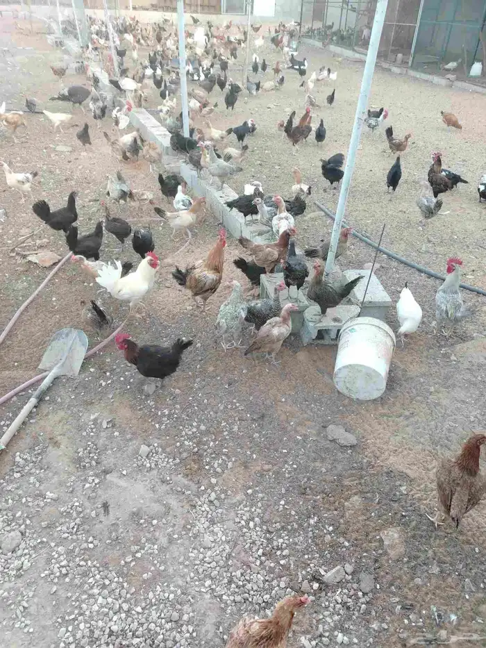 دجاج بلدي وفيومي 1