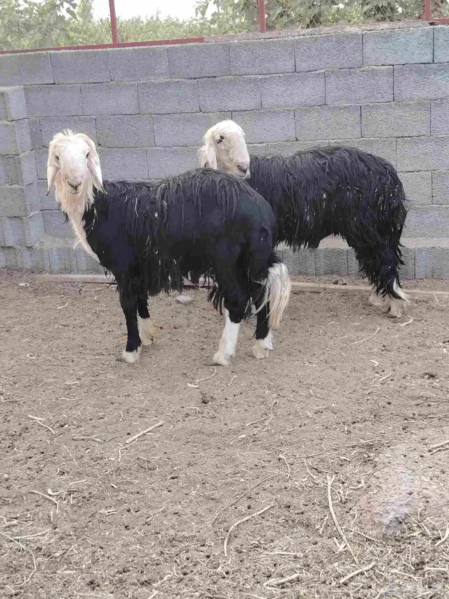 طلي نجدي فحل للبيع 2