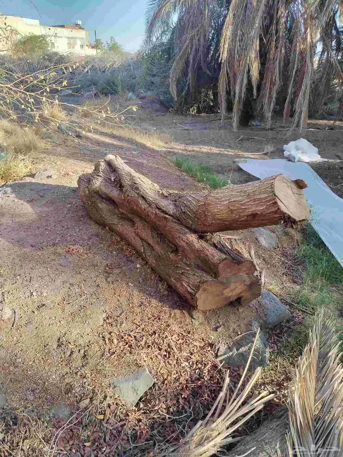 جذع نخل وبزرومي خشب كميات 1
