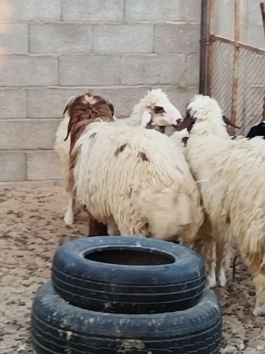 خروف نعيمي 6شهور 3